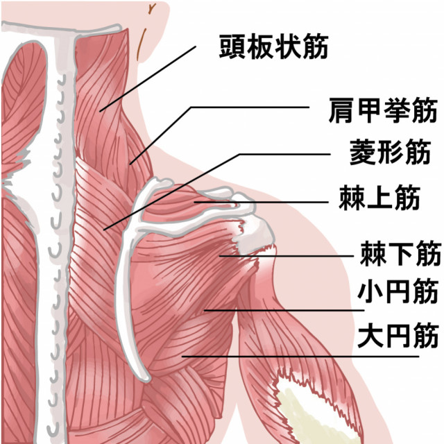 肩の筋肉