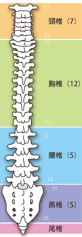 当院の坐骨神経痛へのアプローチは？