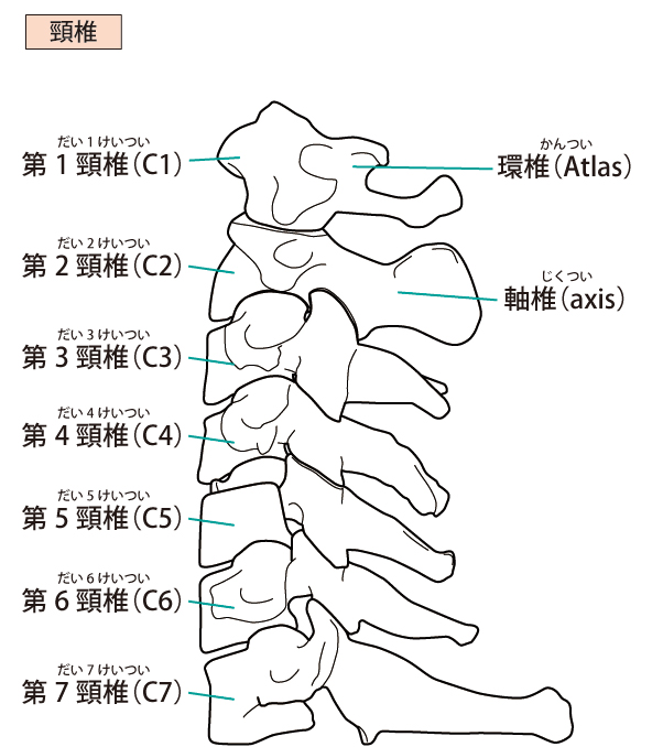 そもそも「ストレートネック」とは?