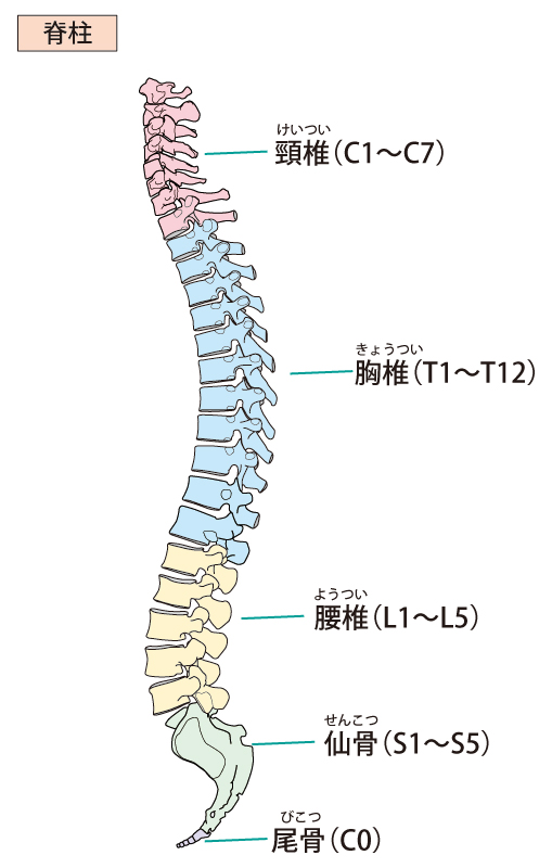 当院の腰椎椎間板ヘルニアのアプローチは？