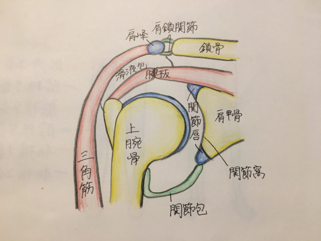 野球肩とは?