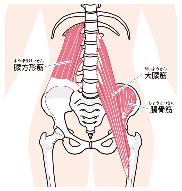 筋肉の衰えがギックリ腰の原因になります。