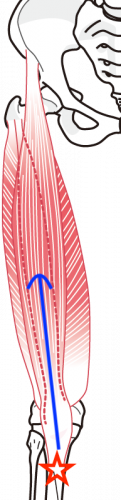 下肢の筋肉のイラスト