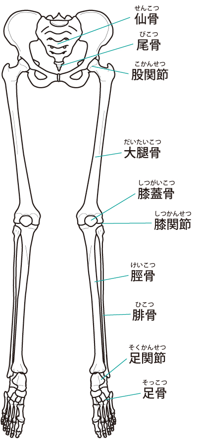 下肢の骨イラスト