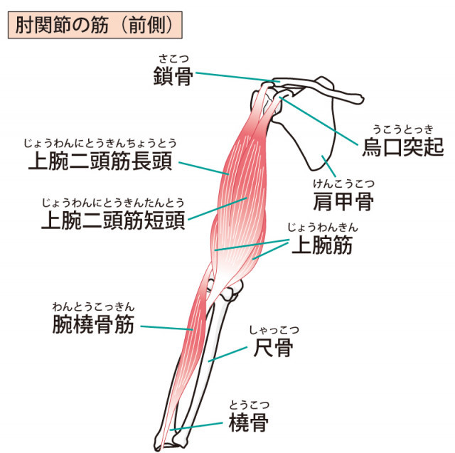 肘関節の筋のイラスト