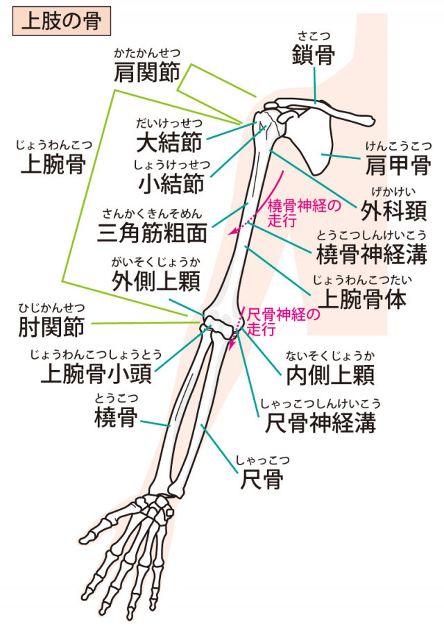 ゴルフ肘とはどのようなものか?